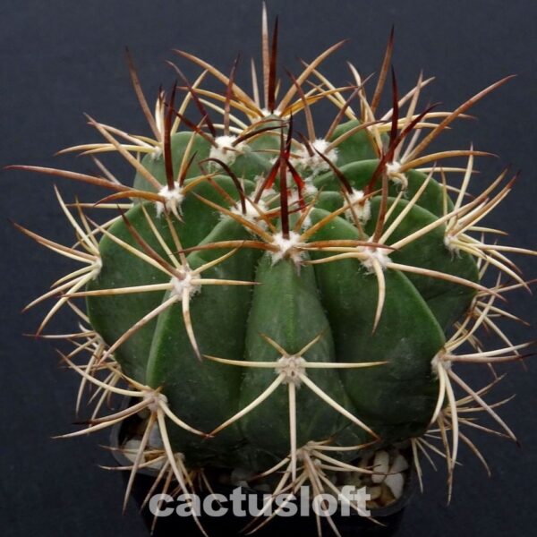 Melocactus matanzanus
