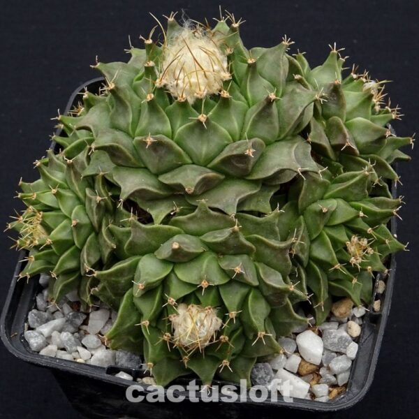 Obregonia denegrii