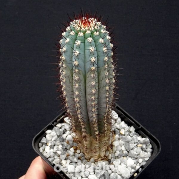 Pilosocereus