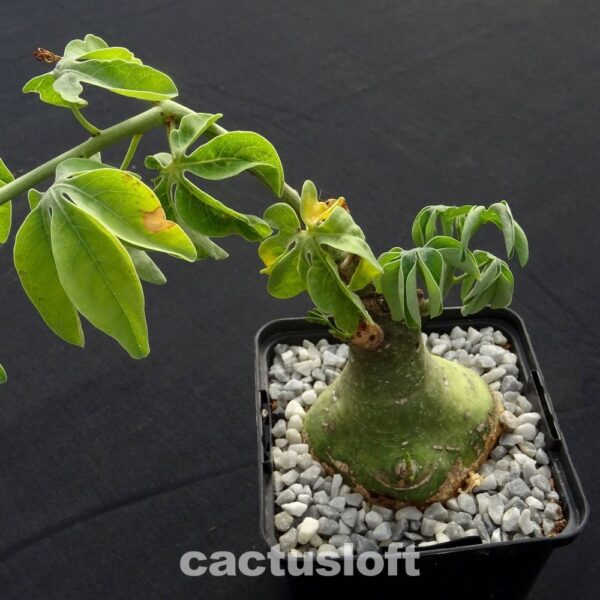 Adenia
