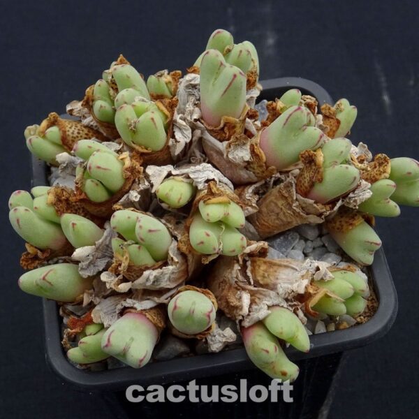 Conophytum