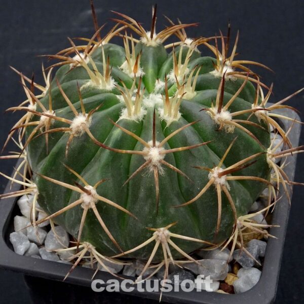 Melocactus schatzii