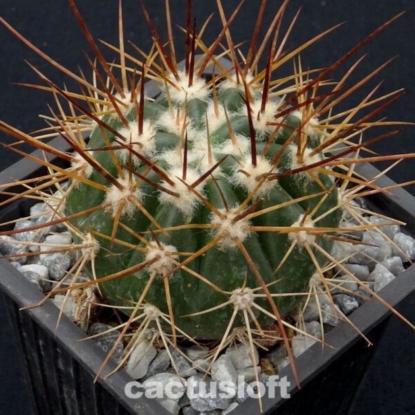 Melocactus albicephalus