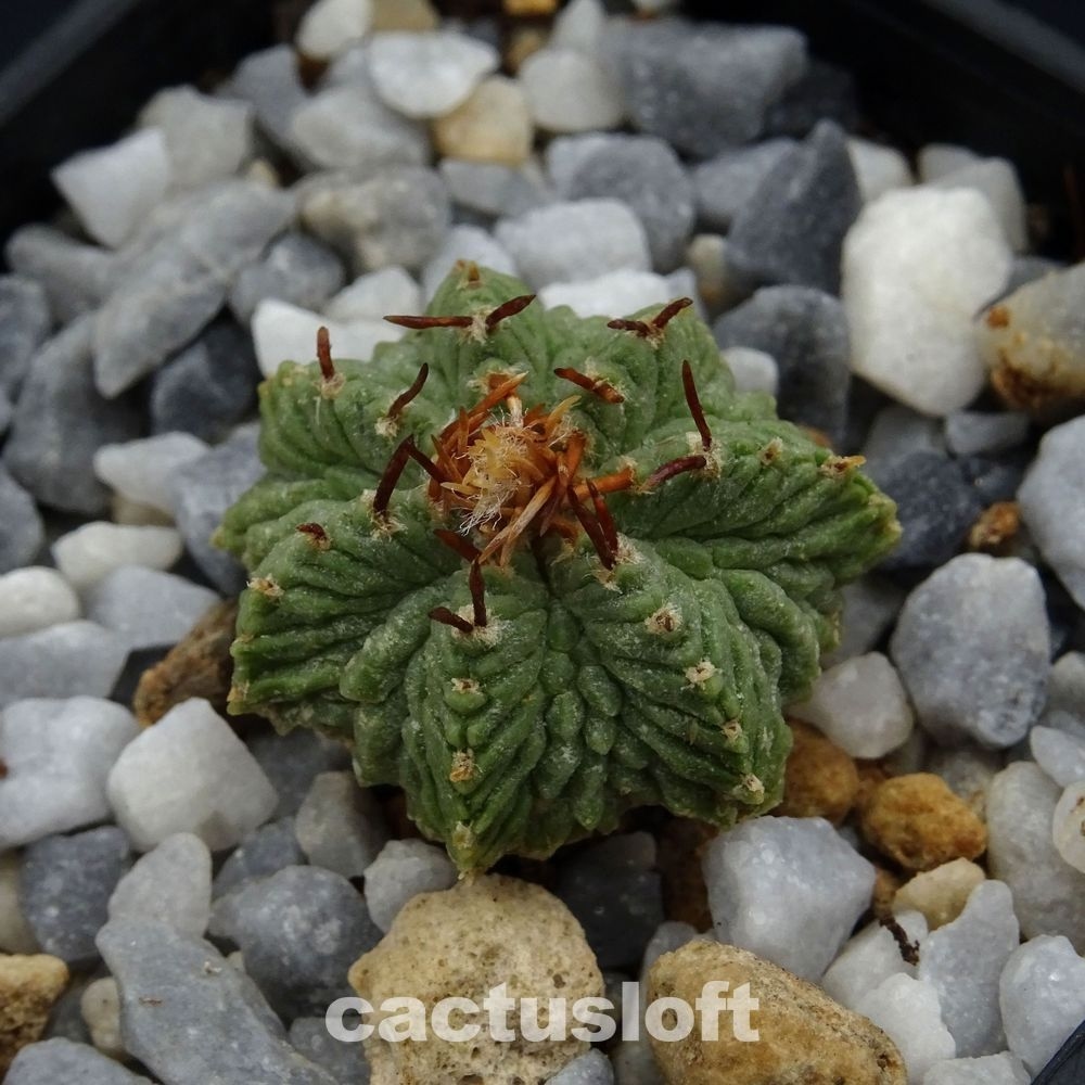 Aztekium ritteri v. rotundum  GCG10005  El Barreal, NL