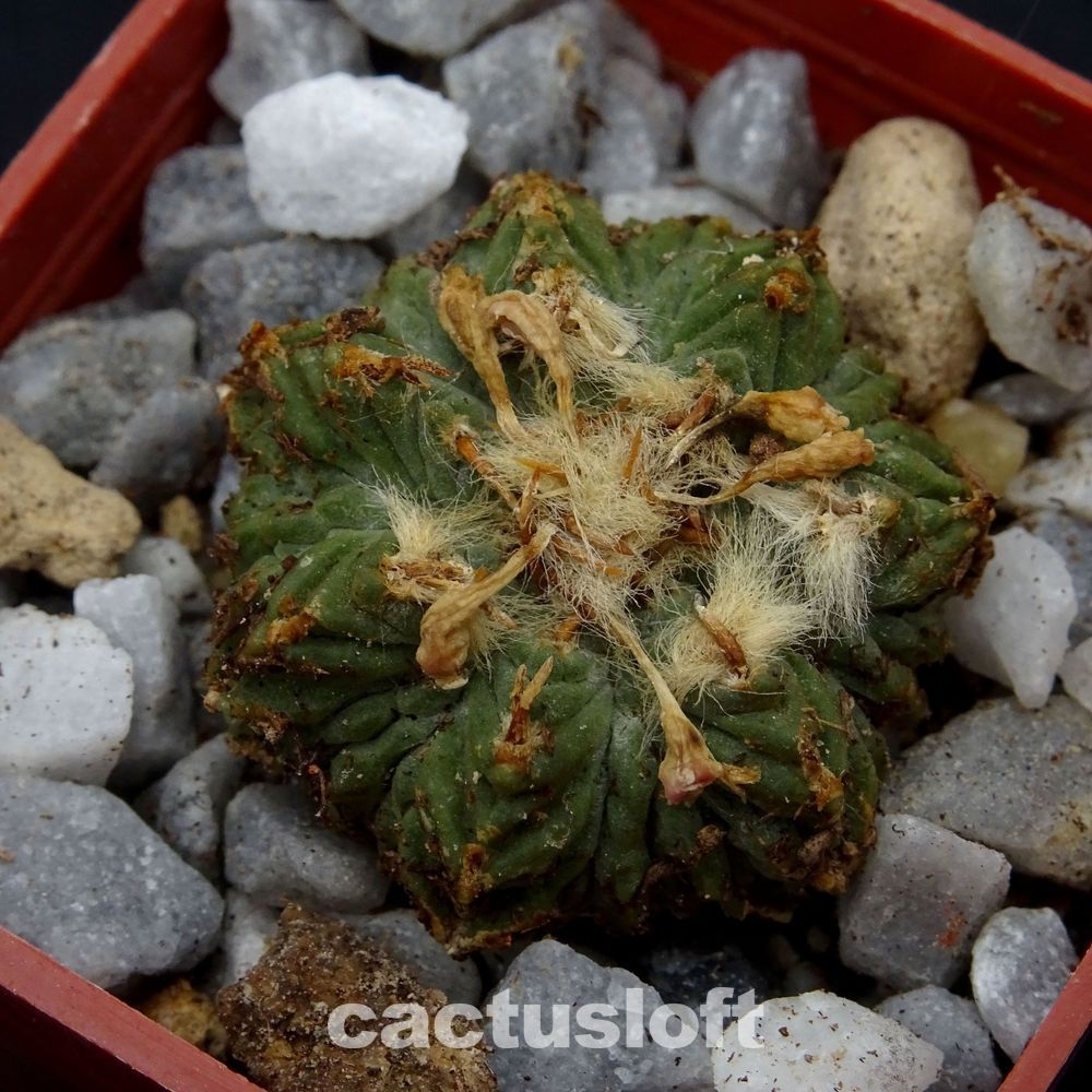 Aztekium ritteri v. rotundum  GCG10005  El Barreal, NL