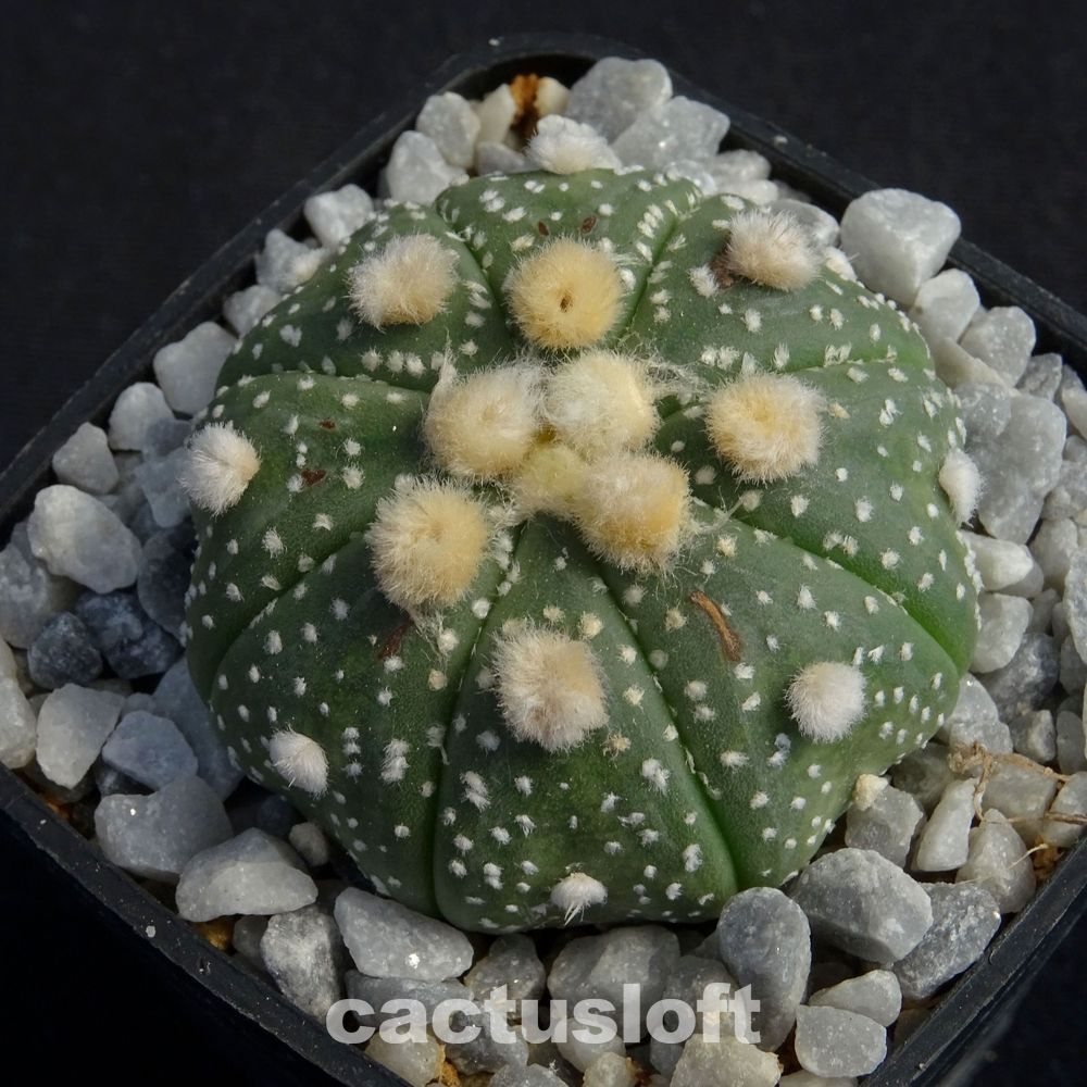 Astrophytum asterias  cv. Ooibo
