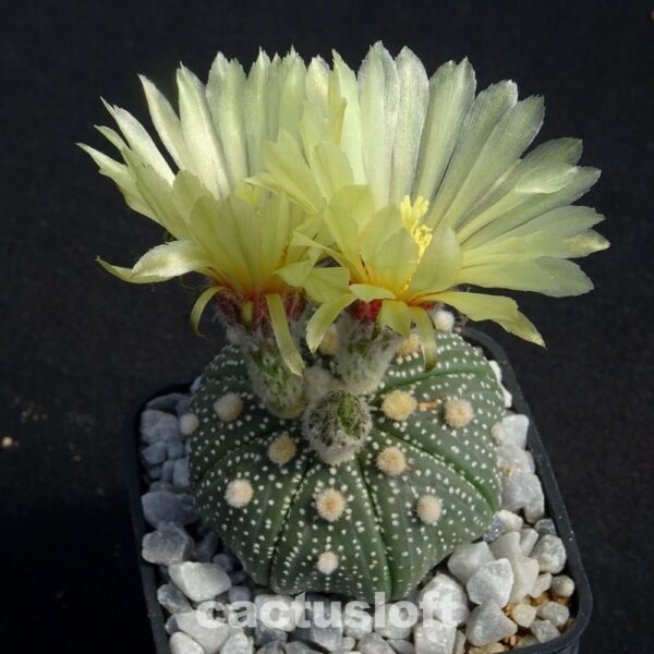 Astrophytum