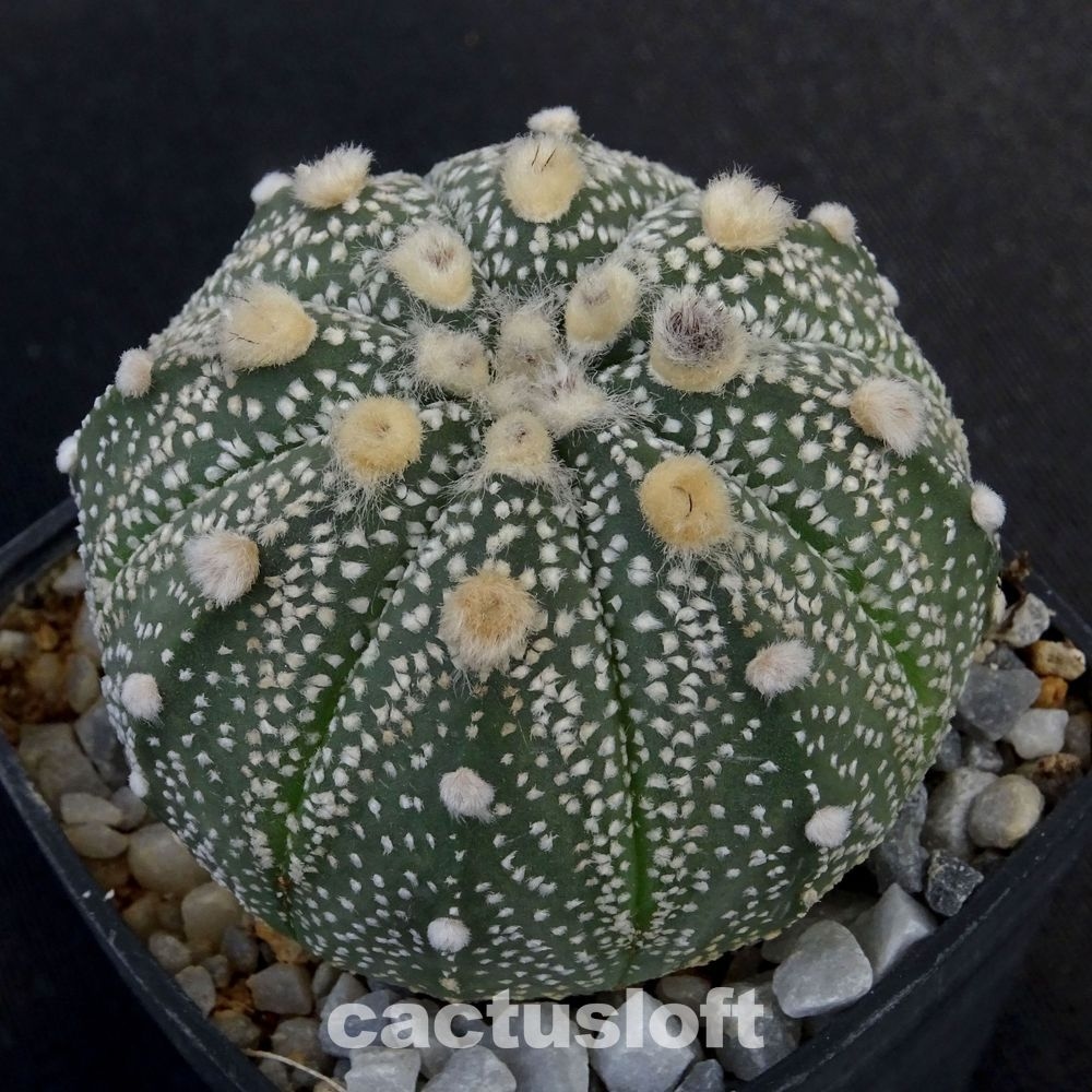 Astrophytum asterias