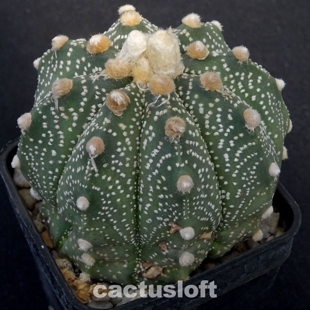 Astrophytum asterias