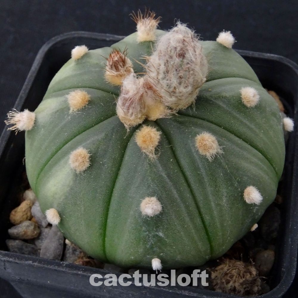 Astrophytum asterias
