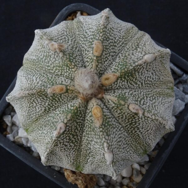 Astrophytum asterias  x  Astrophytum capricorne
