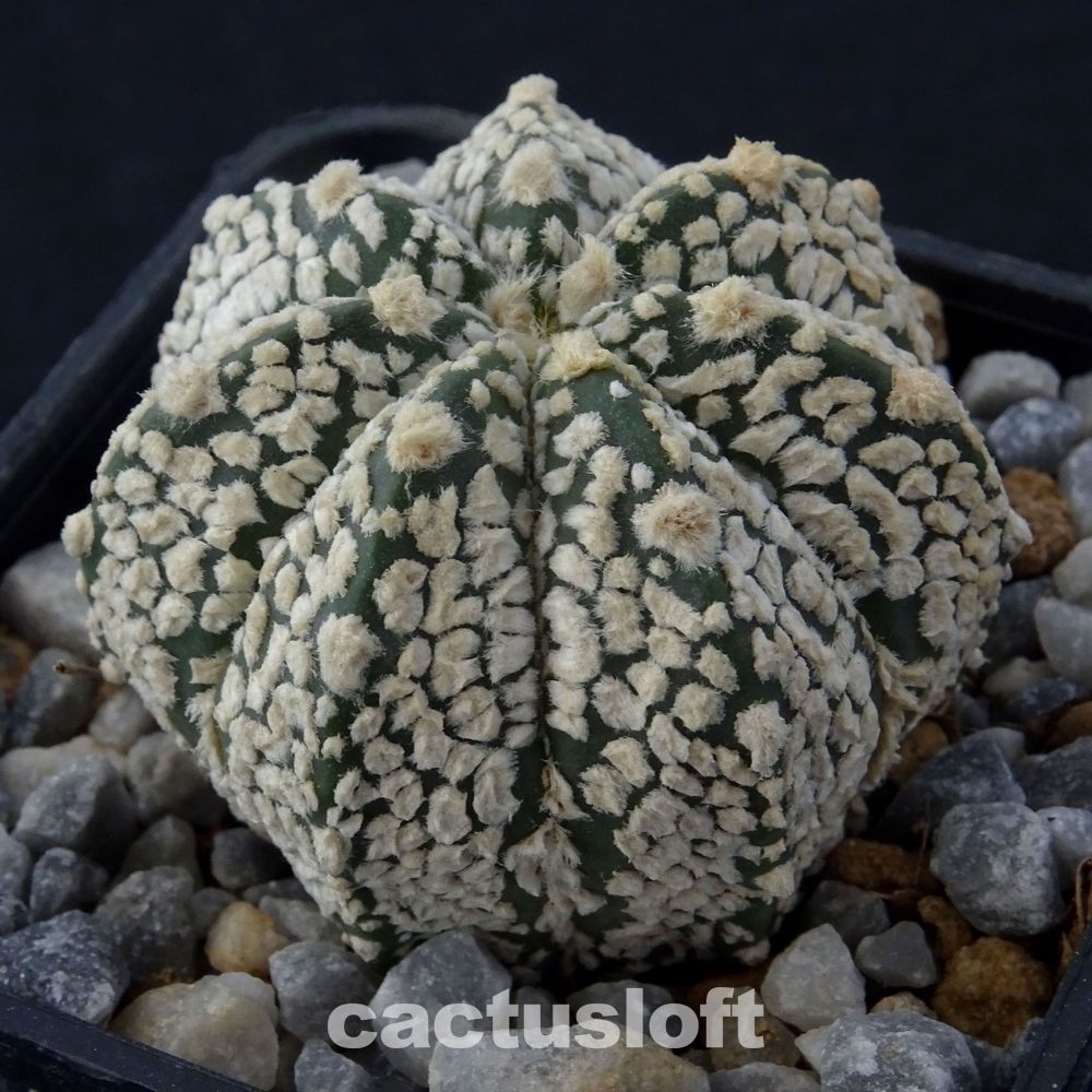 Astrophytum asterias cv. Snow x coahuilense