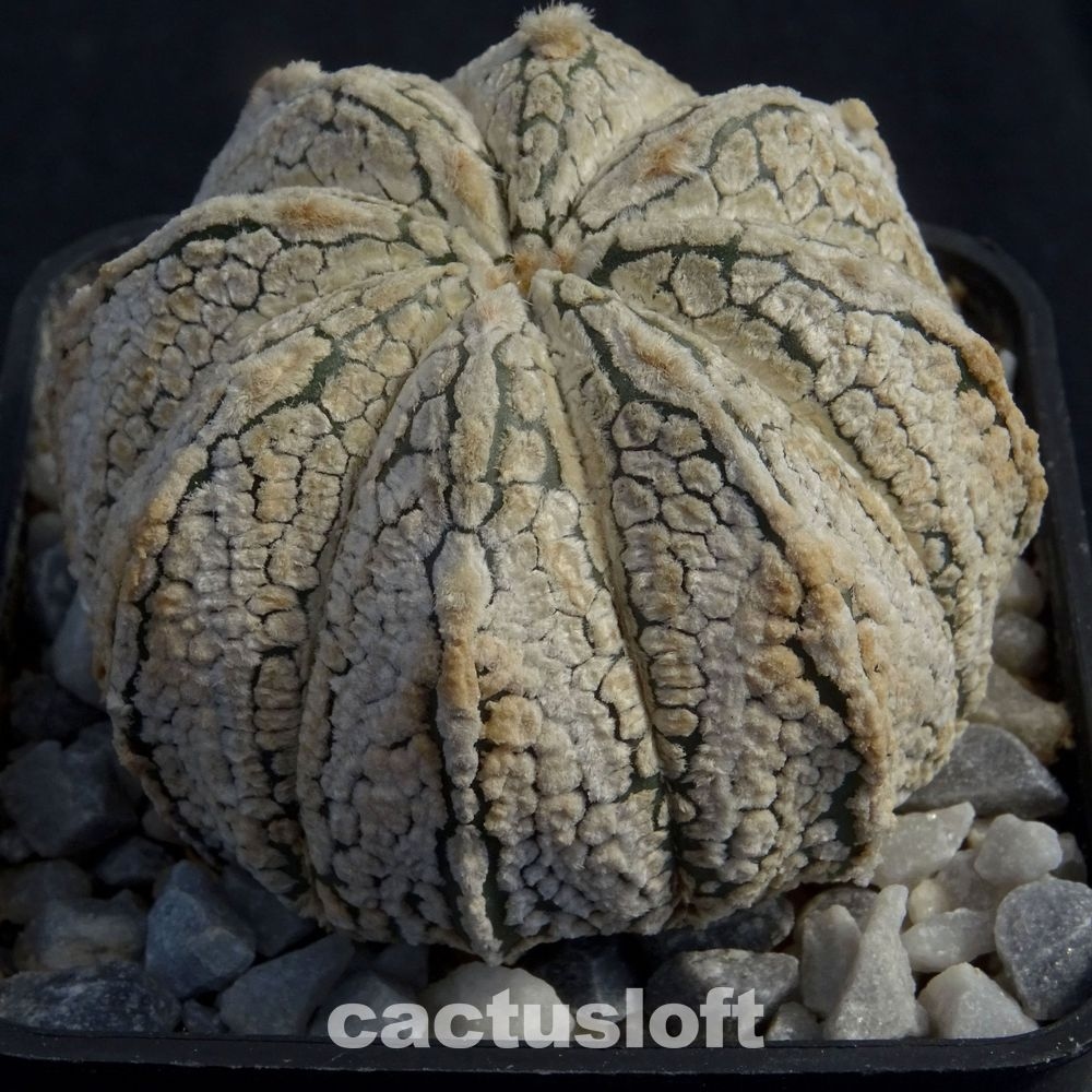 Astrophytum asterias cv. Snow x coahuilense