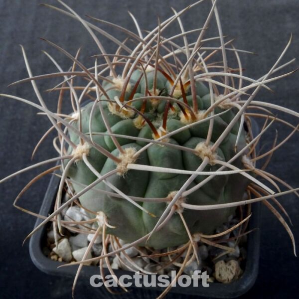 Gymnocalycium