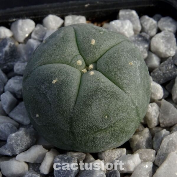 Lophophora