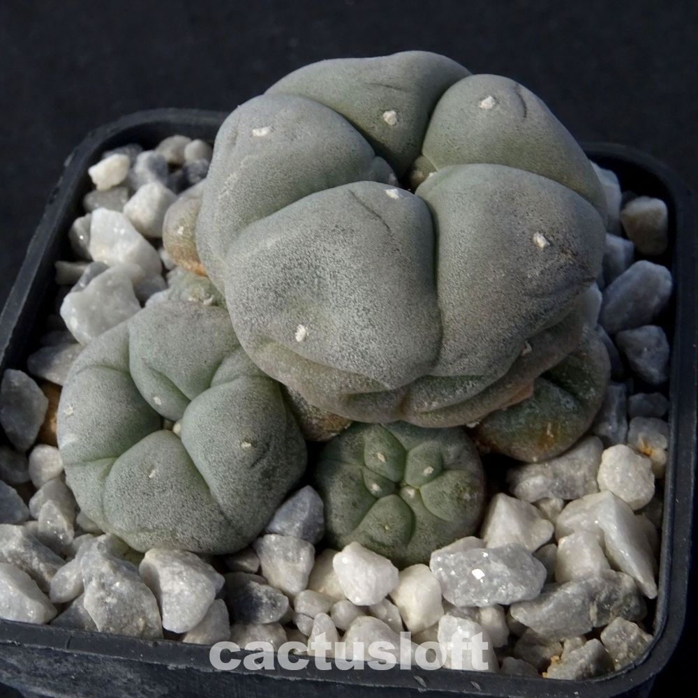 Lophophora williamsii v. caespitosa