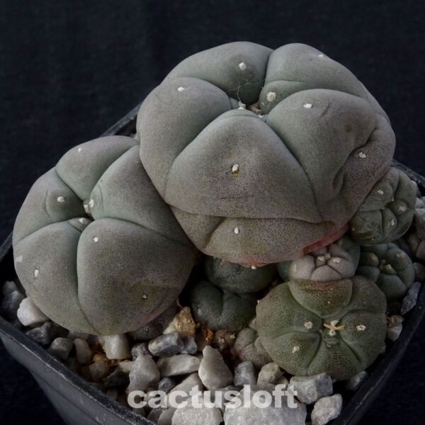 Lophophora williamsii v. caespitosa