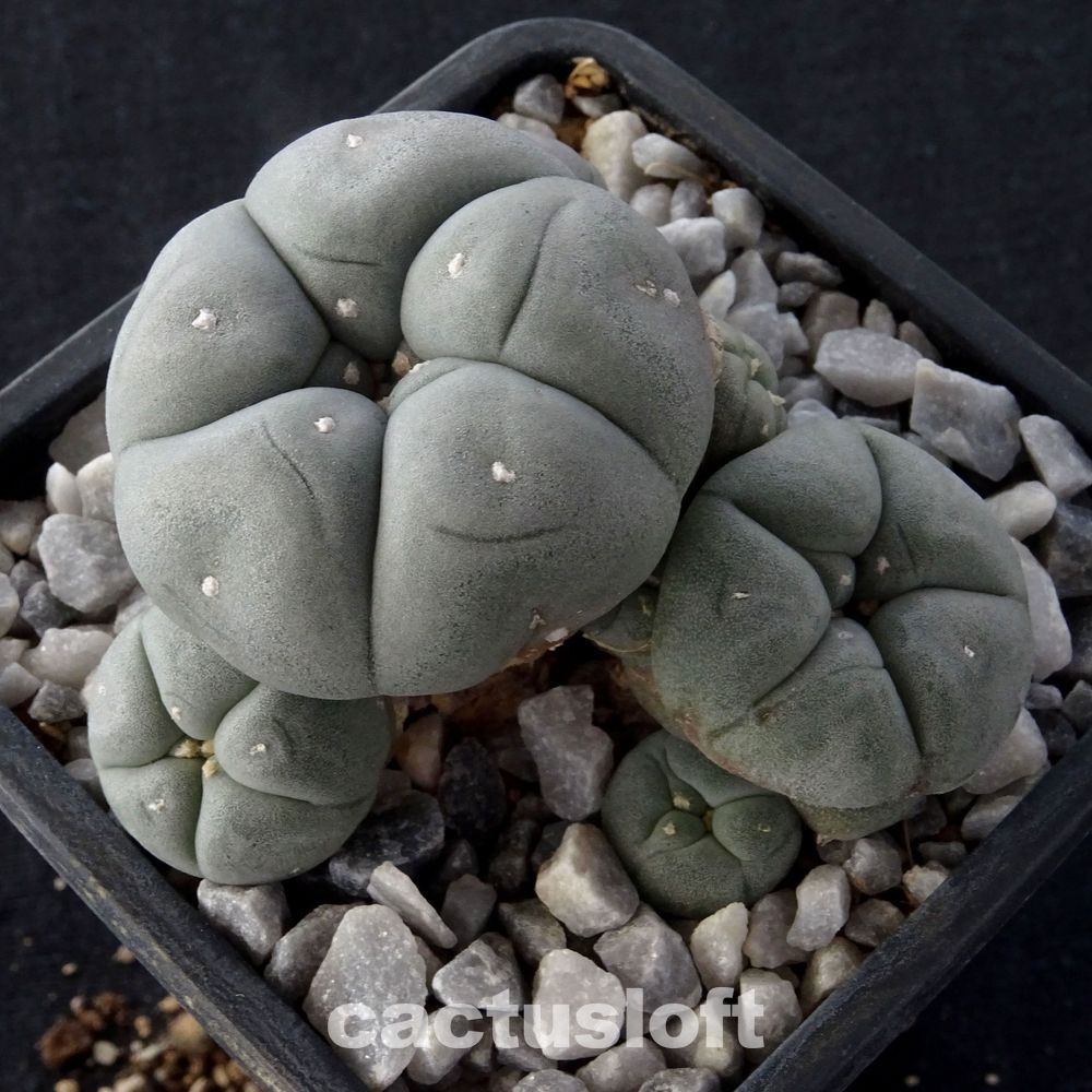 Lophophora williamsii v. caespitosa