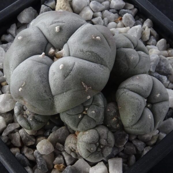 Lophophora williamsii v. caespitosa