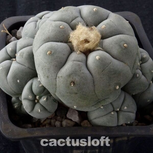 Lophophora williamsii v. caespitosa