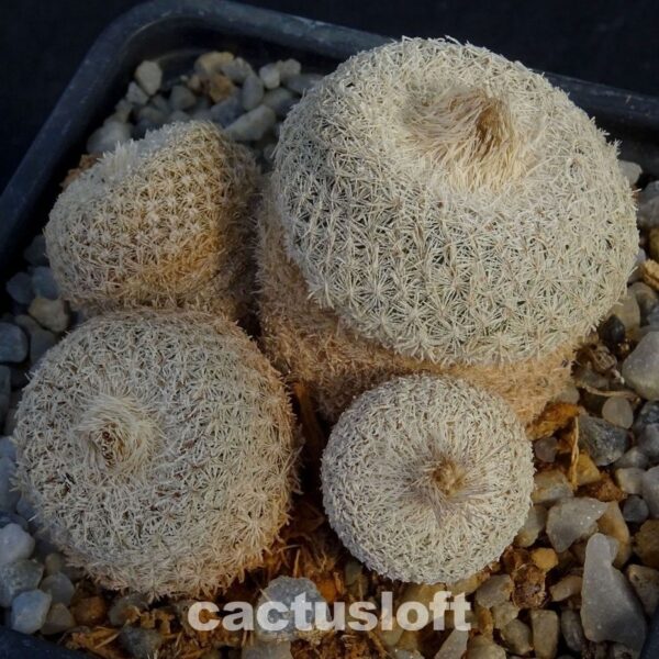 Epithelantha neomexicana
