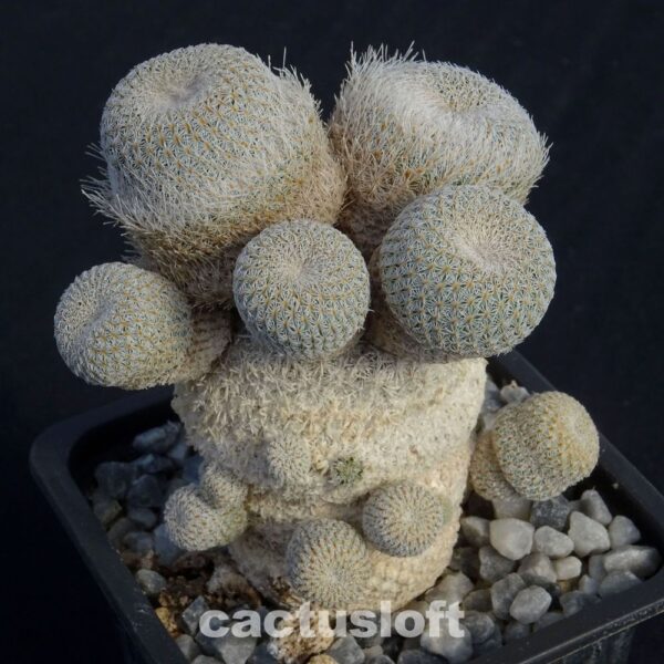 Epithelantha micromeris
