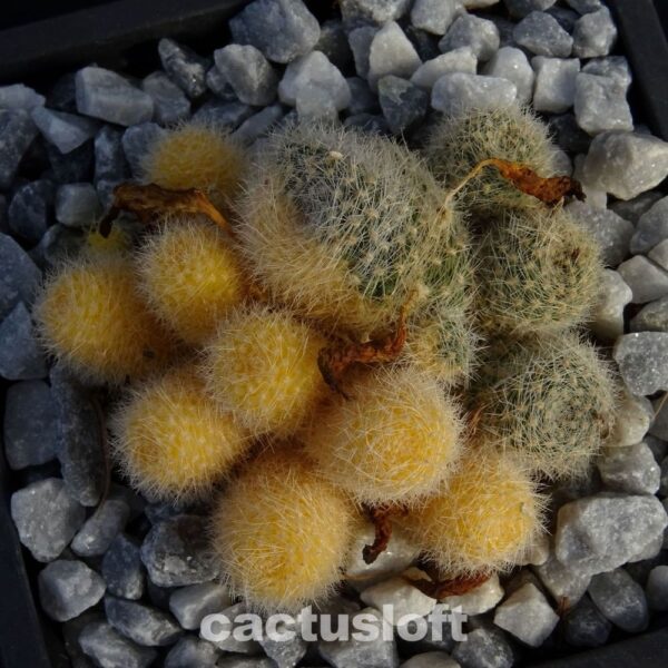 Rebutia