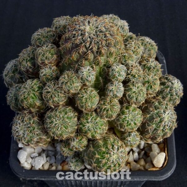 Sulcorebutia