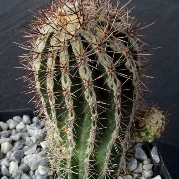 Echinopsis