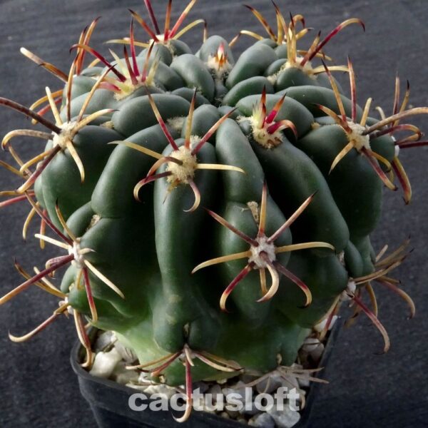 Glandulicactus