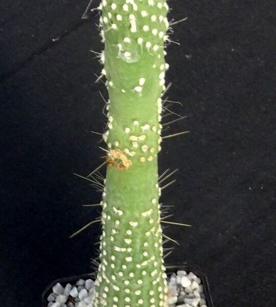 Cleistocactus