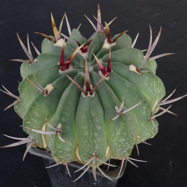 Stenocactus