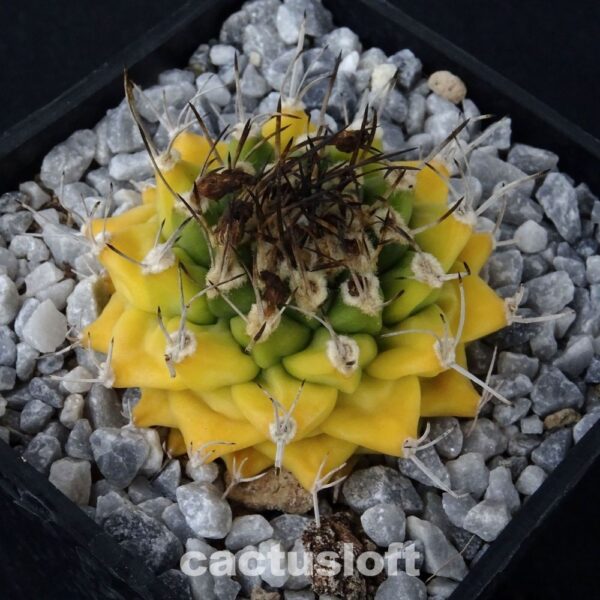 Turbinicarpus