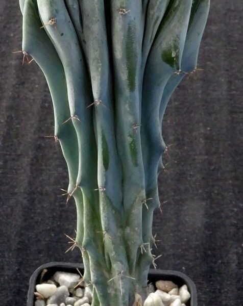 Myrtillocactus geometrizans f. cristata