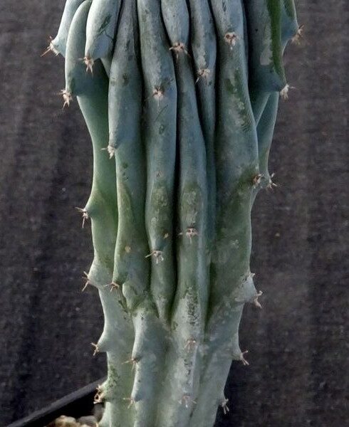 Myrtillocactus