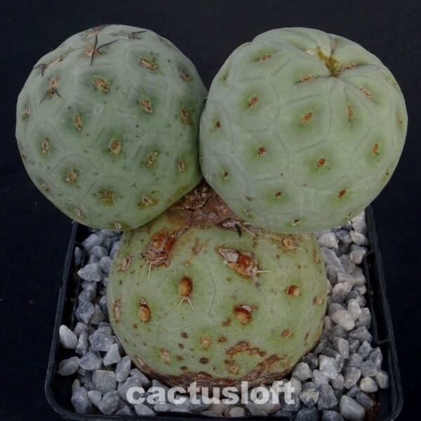 Tephrocactus