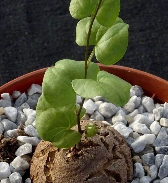 Dioscorea