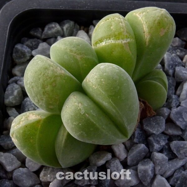 Gibbaeum