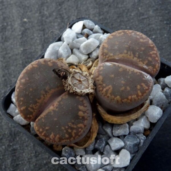 Lithops