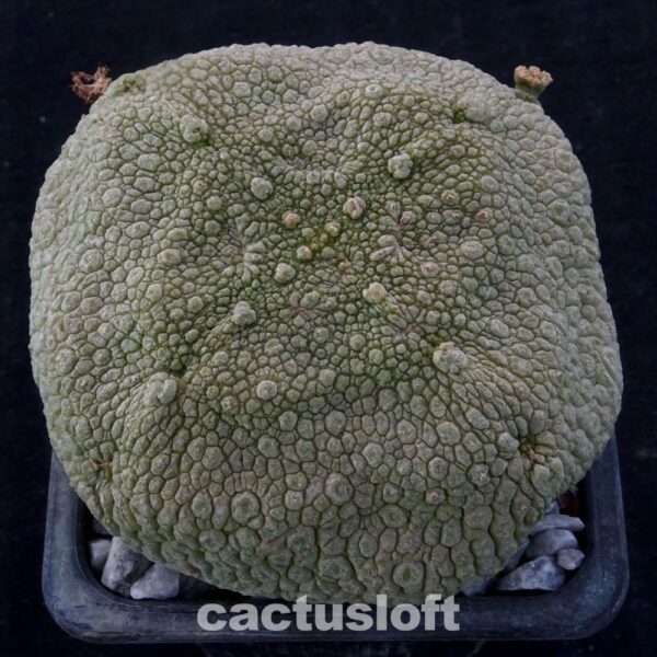 Pseudolithos cubiformis