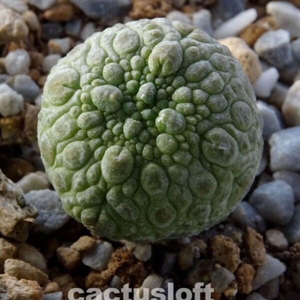 Pseudolithos