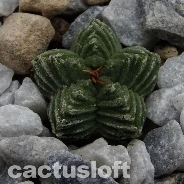Aztekium  valdezii