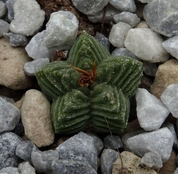 Aztekium  valdezii