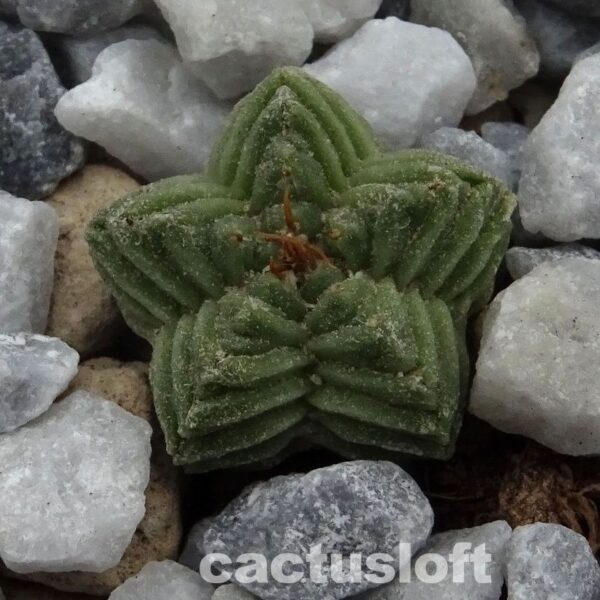 Aztekium  valdezii