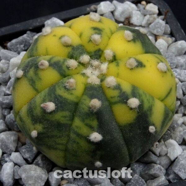 Astrophytum  asterias variegata