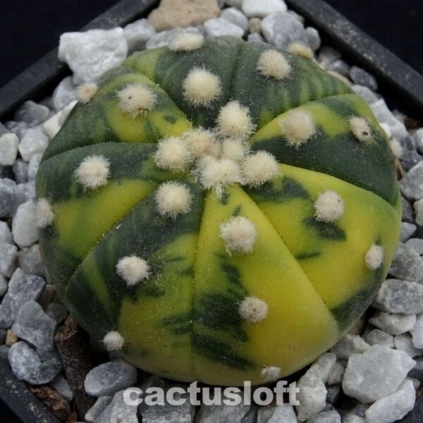 Astrophytum  asterias variegata