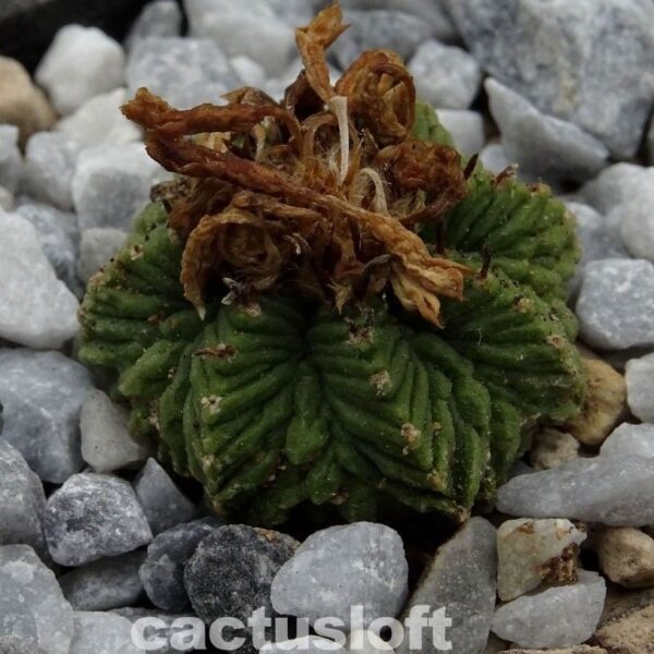 Aztekium  ritteri v. rotundum  GCG10005  El Barreal, NL