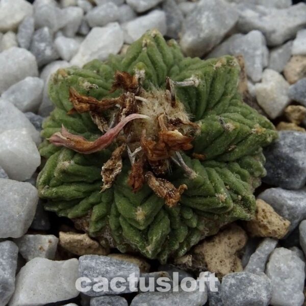 Aztekium  ritteri v. rotundum  GCG10005  El Barreal, NL
