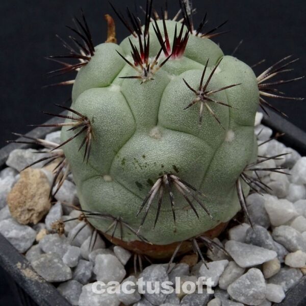Ortegocactus