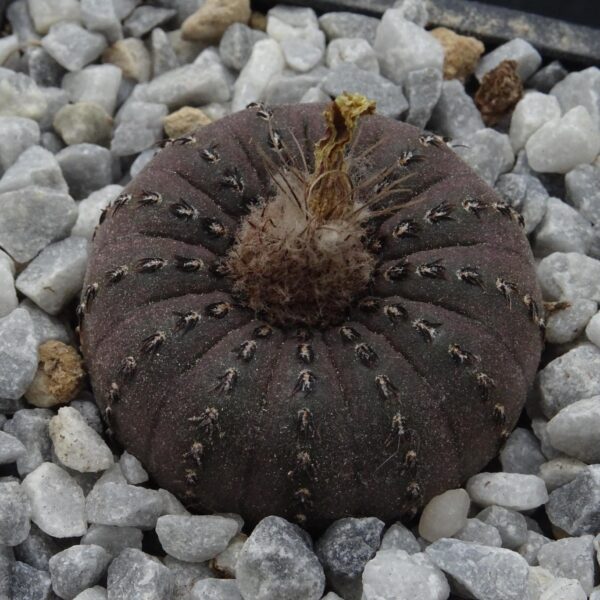 Frailea